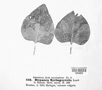 Depazea syringicola image